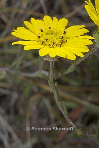 hemizonia congesta ssp lutescens 2 graphic